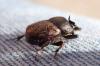 Onthophagus fracticornis